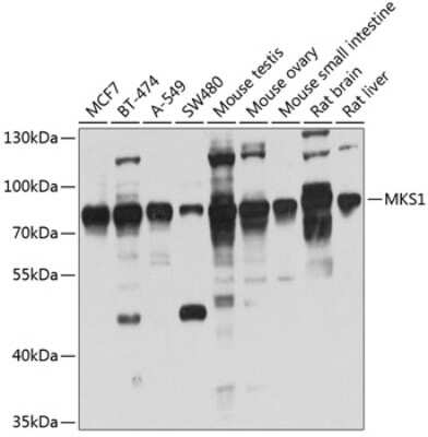 Western Blot: MKS1 AntibodyBSA Free [NBP3-04733]