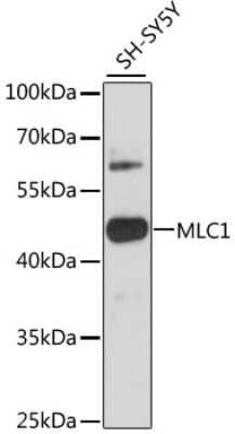 Western Blot: MLC1 AntibodyAzide and BSA Free [NBP3-03942]