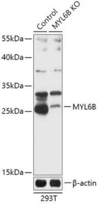 Knockout Validated: MLC1SA Antibody - Azide and BSA Free [NBP3-03351]