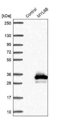 Western Blot: MLC1SA Antibody [NBP1-92124]