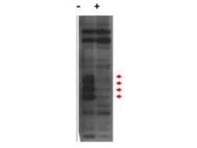 Western Blot: MLF1 Interacting Protein AntibodyN-terminal [NB110-85541]