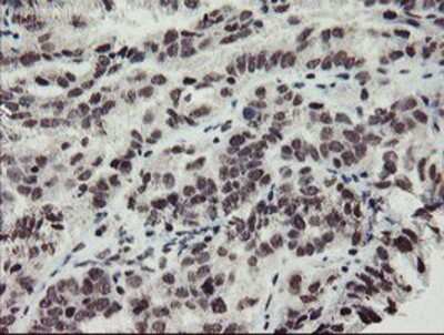Immunohistochemistry-Paraffin: MLF2 Antibody (OTI1E3) [NBP2-03726]