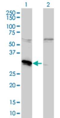 Western Blot: MLF2 Antibody (2F6-1E3) [H00008079-M01]