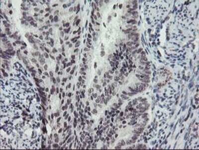 Immunohistochemistry: MLF2 Antibody (OTI1E3) - Azide and BSA Free [NBP2-72721]