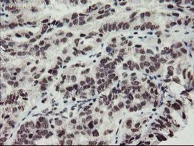 Immunohistochemistry: MLF2 Antibody (OTI1E3) - Azide and BSA Free [NBP2-72721]