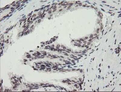 Immunohistochemistry: MLF2 Antibody (OTI1E3) - Azide and BSA Free [NBP2-72721]
