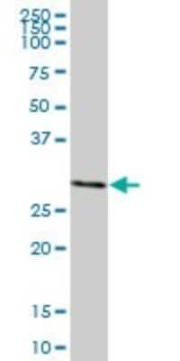 Western Blot: MLF2 Antibody [H00008079-B01P]