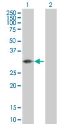 Western Blot: MLF2 Antibody [H00008079-B01P]