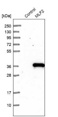 Western Blot: MLF2 Antibody [NBP1-82518]