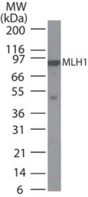 Western Blot: MLH1 Antibody (164C819)Azide and BSA Free [NBP2-80851]