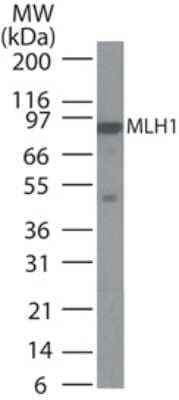 Western Blot: MLH1 Antibody (164C819) [NB100-56552]