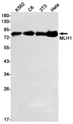 Western Blot: MLH1 Antibody (S02-2E8) [NBP3-19527]