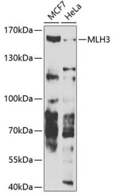 Western Blot: MLH3 AntibodyBSA Free [NBP3-04481]