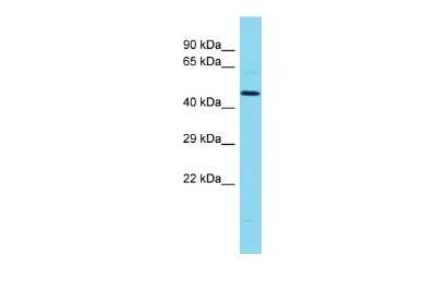 Western Blot: MLIP Antibody [NBP2-83213]