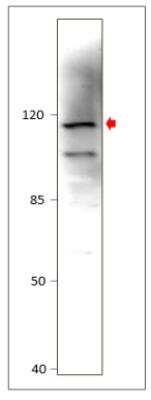 Western Blot: MLK2 Antibody [NBP3-12199]