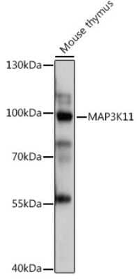 Western Blot: MLK3 AntibodyAzide and BSA Free [NBP3-03475]