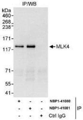 Immunoprecipitation: MLK4 Antibody [NBP1-41080]