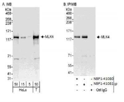 Western Blot: MLK4 Antibody [NBP1-41081]