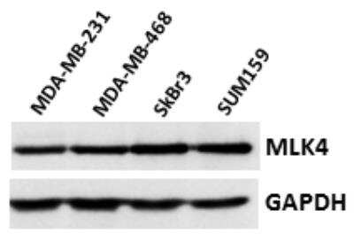 Western Blot: MLK4 Antibody [NBP1-41081]