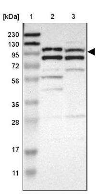 Western Blot: MLK4 Antibody [NBP1-90950]