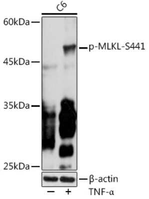 Western Blot: MLKL [p Ser441] AntibodyAzide and BSA Free [NBP3-16935]