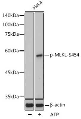 Western Blot: MLKL [p Ser454] AntibodyAzide and BSA Free [NBP3-16934]