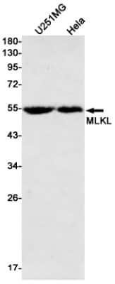 Western Blot: MLKL Antibody (S07-5G9) [NBP3-14899]