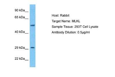 Western Blot: MLKL Antibody [NBP1-56729]
