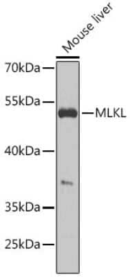 Western Blot: MLKL AntibodyBSA Free [NBP3-03885]