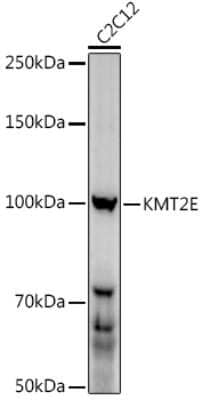 Western Blot: MLL5 AntibodyAzide and BSA Free [NBP3-03559]