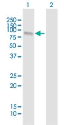 Western Blot: MLL5 Antibody [H00055904-B01P]