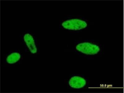 Immunocytochemistry/ Immunofluorescence: MLLT1 Antibody (3H2) [H00004298-M01]