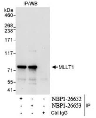 Immunoprecipitation: MLLT1 Antibody [NBP1-26652]