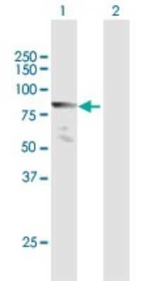 Western Blot: MLLT1 Antibody [H00004298-B01P]