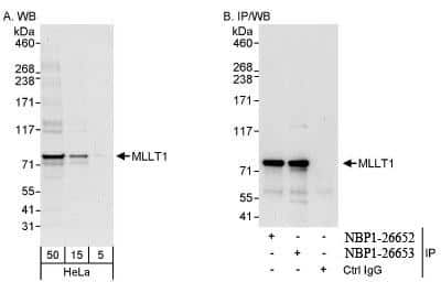 Western Blot: MLLT1 Antibody [NBP1-26653]