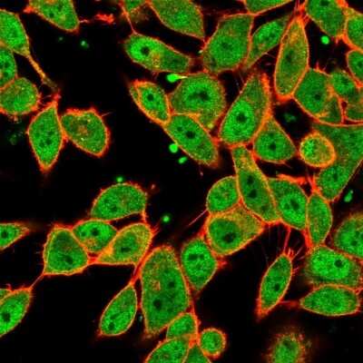 Immunocytochemistry/ Immunofluorescence: MLX Antibody (PCRP-MLX-1G8) - Azide and BSA Free [NBP3-08241]