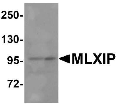 Western Blot: MLXIP AntibodyBSA Free [NBP2-81965]