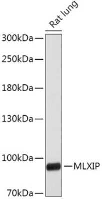 Western Blot: MLXIP AntibodyAzide and BSA Free [NBP3-03961]