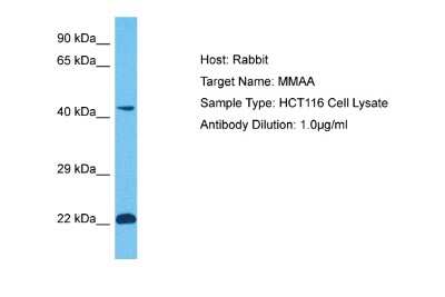Western Blot: MMAA Antibody [NBP2-87809]