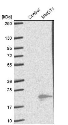 Western Blot: MMGT1 Antibody [NBP1-90652]