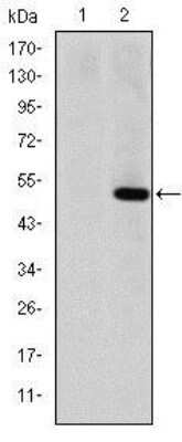 Western Blot: MMP-1 Antibody (6A5)Azide and BSA Free [NBP2-80852]