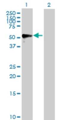 Western Blot: MMP-1 Antibody [H00004312-D01P]