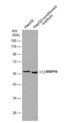 Western Blot: MMP-10 Antibody [NBP2-17309]