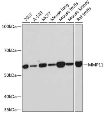 Western Blot: MMP-11 Antibody (8N9D3) [NBP3-15342]