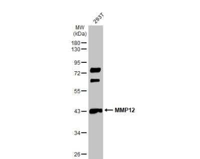 Western Blot: MMP-12 Antibody [NBP1-31225]