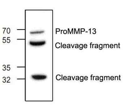 Western Blot: MMP-13 Antibody [NBP1-45723]