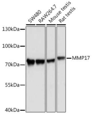 Western Blot: MMP-17 AntibodyAzide and BSA Free [NBP2-94898]