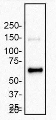 Western Blot: MMP-2 Antibody (2C1)(Pro and Active)BSA Free [NB200-113]