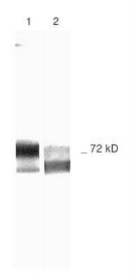 Western Blot: MMP-2 Antibody (2C1)(Pro and Active)BSA Free [NB200-113]