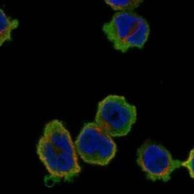 Immunocytochemistry/ Immunofluorescence: MMP-25/MT6-MMP Antibody [NBP3-17275]